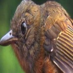 image of bird