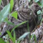 image of bird