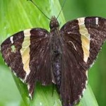 image of banded_butterfly #64