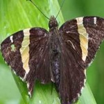 image of animal