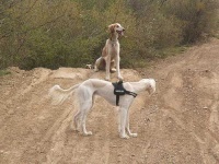 image of saluki