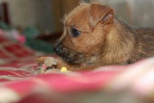 image of norwich_terrier