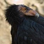 image of bird
