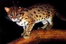 image of animal