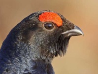 image of black_grouse