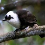 image of bird