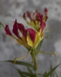 image of flower