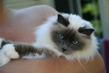 image of birman #7