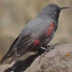 image of bird