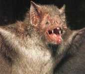image of animal