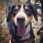 image of entlebucher