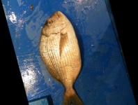 image of red_sea_bream #9