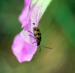 image of leaf_beetle