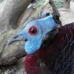 image of bird