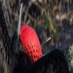 image of bird