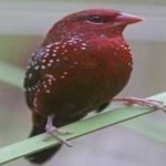 image of strawberry_finch #14