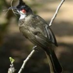 image of bird