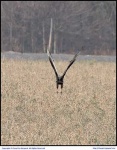 image of vulture