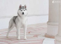 image of eskimo_dog