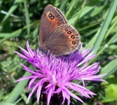 image of ringlet