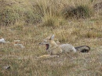 image of grey_fox