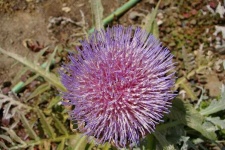 image of artichoke_flower #69