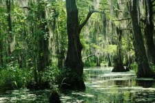 image of swamp