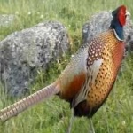 image of bird