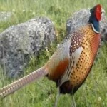 image of ring_necked_pheasant #19