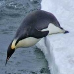 image of bird