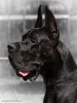 image of great_dane