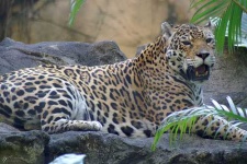 image of jaguar_car