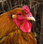 image of cock #24