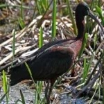 image of bird