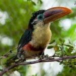 image of bird