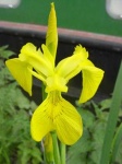 image of yellow_iris #17