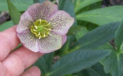 image of flower