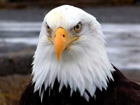 image of bald_eagle