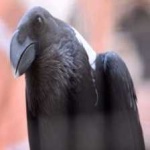 image of white_necked_raven