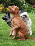 image of norwegian_elkhound