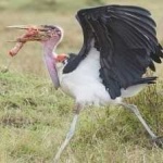 image of bird