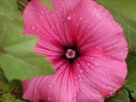 image of flower