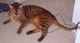 image of animal