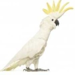 image of bird