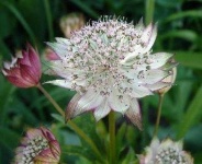 image of flower