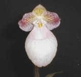 image of hard_leaved_pocket_orchid #29