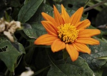 image of flower