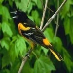 image of bird