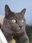 image of animal