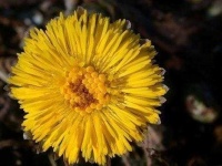 image of flower